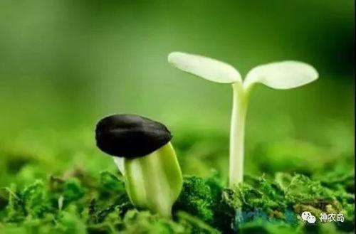 在线国产大合集种子,海量种子汇聚的视听盛宴